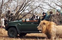 Kruger Park Safari 