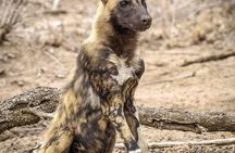 Kruger Park Safari 