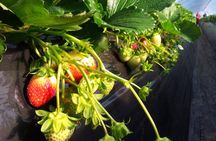 [Perfect Private Tour] Strawberry Farm & Nami Island & Lunch