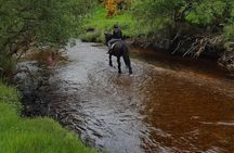 Wicklow Mountains Horse Trekking