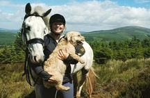 Wicklow Mountains Horse Trekking