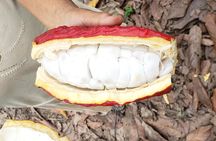 Cacao Farm & Chocolate tasting with a visit to Jubones desert