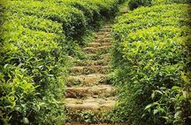 Muslim Friendly Private SriLanka Tour - Halal Meals, Prayer Stops