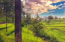 Muslim Friendly Private SriLanka Tour - Halal Meals, Prayer Stops