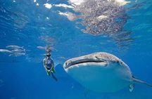 Oslob Whale Shark & Tumalog Falls & Kawasan Falls Canyoneering