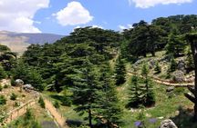 Unveiling the Charms of Chouf Cedars, Baalbek Temples & Ksara