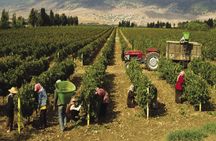 Journey Through Lebanese Wine: A Private Tour in the Beqaa Valley