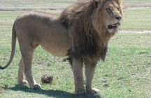 5 Days Budget Camping Safari To See Great Migration