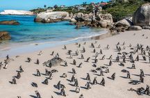 South Africa , Cape Town, Nelson Mandela Gateway & Cape Peninsula Penguin Tour