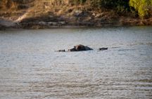 Chobe Day Trip - From Victoria Falls 