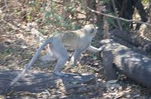 Chobe Day Trip - From Victoria Falls 