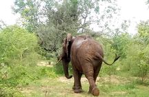4 Days Safari to Mikumi NP and Udzungwa Mountain NP Mid - Range Accommodation