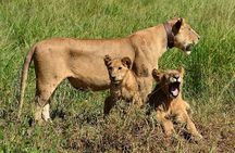 Cape Town South Africa - Best of Aquila Safari Tour 
