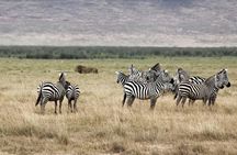 Cape Town 2Days Tour-Aquila Safari Robben-IslandGetaway Overnight