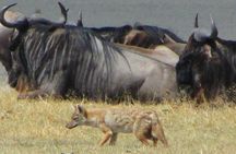 Cape Town South Africa - Best of Aquila Safari Tour 