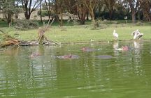 Day Trip - Lake Naivasha & Hells Gate National Park From Nairobi