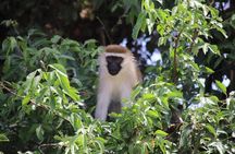 4 Day Uganda Gorilla Trekking Safari with Lake Bunyonyi
