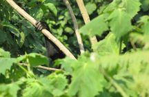 2 Day Gorilla Trekking Safari in Uganda via Kigali