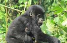 2 Day Gorilla Trekking Safari in Uganda via Kigali