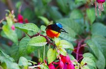 Bird Watching Doi Inthanon 