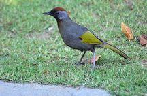 Bird Watching Doi Inthanon 