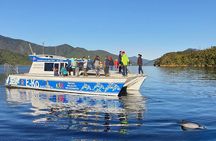Motuara Wildlife Sanctuary Tour and Dolphin Cruise from Picton
