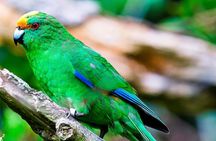 Motuara Wildlife Sanctuary Tour and Dolphin Cruise from Picton
