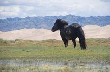 8 Days Tour: Gobi Desert And Kharkhorin