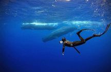 Snorkeling with Whales in Mirissa