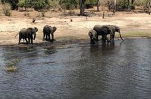 Night Rhino Game Drive and Bush Dinner from Victoria Falls