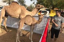 Dubai Desert Safari and Quad Bike Ride with Buffet Dinner 