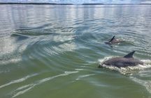 Hilton Head Dolphin Watching Cruise with Fireworks Display