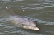 Private Hilton Head Sunset Dolphin Tour