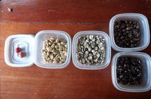 Monteverde Cloud Forest Organic Coffee Farm Cultural Experience