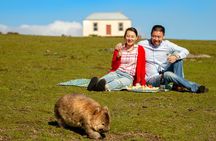Wineglass Bay And Maria Island Wildlife Scenic Flight From Hobart