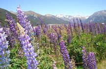 Arthurs Pass and Southern Alps Day Excursion from Port Lyttelton or Christchurch