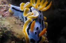 Fun Dives - Guided Dives for Certified Divers