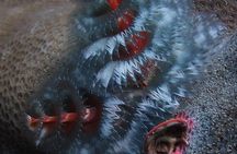 Fun Dives - Guided Dives for Certified Divers