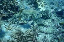 Fun Dives - Guided Dives for Certified Divers