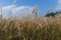 Jeju Private Full day tour of UNESCO Day Tour