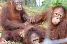 Orang Utan Island and Perak Tong Cave From Kuala Lumpur