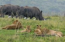 Masai Mara Safari: 2 Days Private Tour from Nairobi