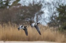 BIRDWATCH - Premium guided canoe tour at Cape Vente, Nemunas Delta Regional Park