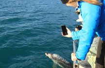 Bird Watching and Dolphin Eco-Tour from Picton
