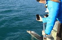 Captain Cook and Dolphin Cruise