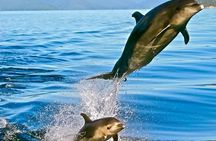 Captain Cook and Dolphin Cruise