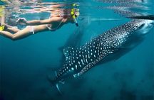 Whale Shark Encounter and Sumilon Sandbar with Kawasan Falls
