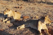 Chobe Day Trip from Victoria Falls