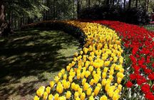 Keukenhof Luxury Private Tour (Max 7) from Amsterdam