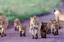 2 Days Tarangire & Ngorongoro Budget Safari Tour Tanzania